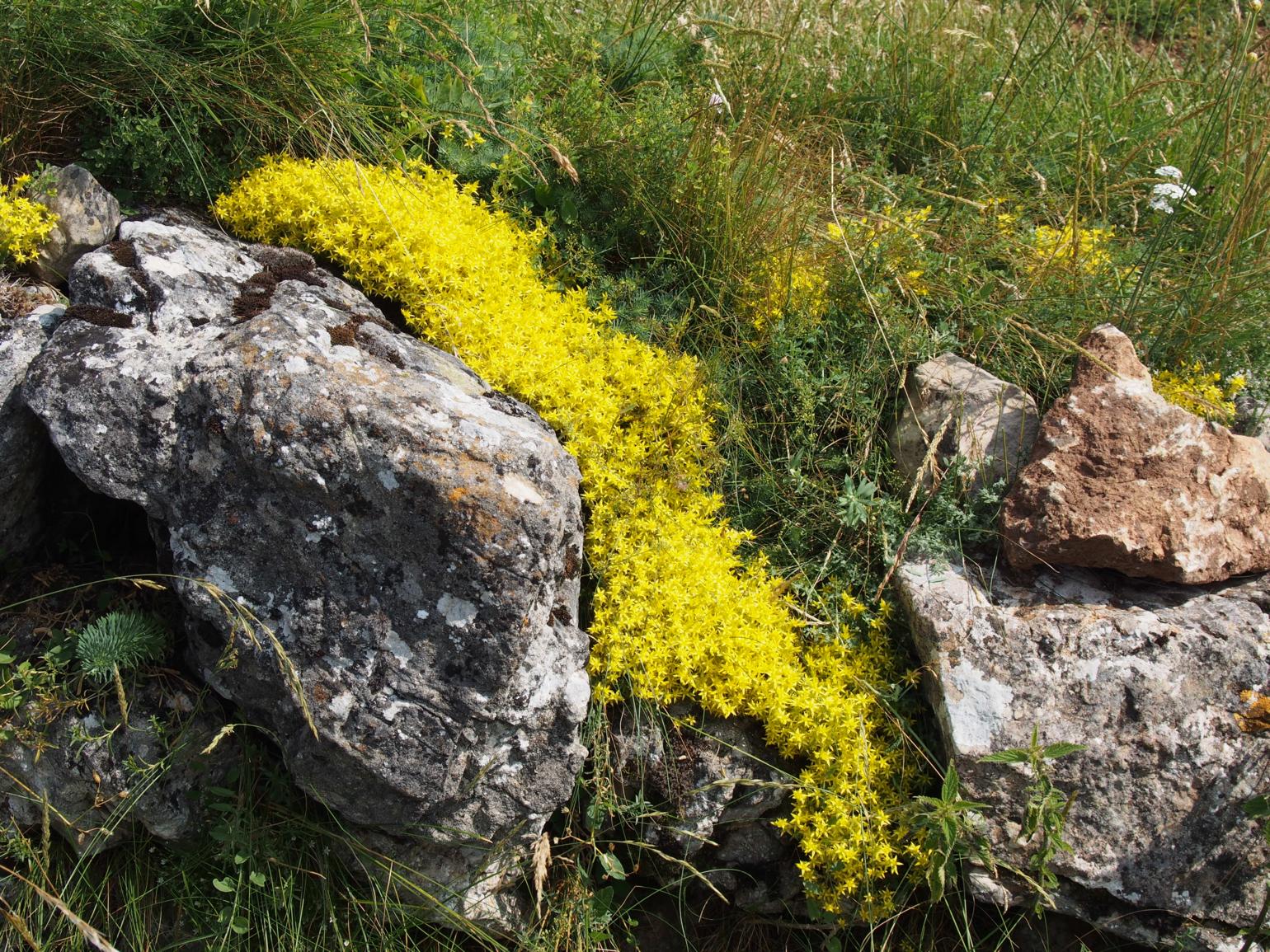 Stonecrop,Wall-pepper